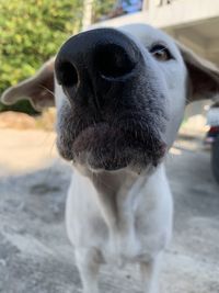 Close-up portrait of dog