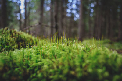 Plant growing in forest