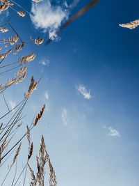 Low angle view of plants growing on field against sky