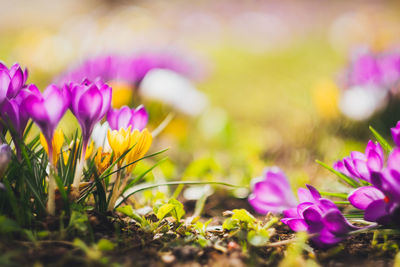 Close-up of purple crocus flowers on field