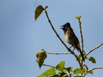 Low angle view of bird perching on plant against sky