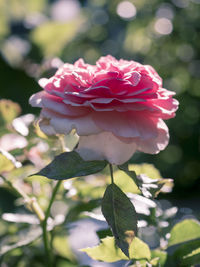 Close-up of pink rose