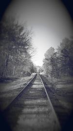 Surface level of railroad tracks along trees