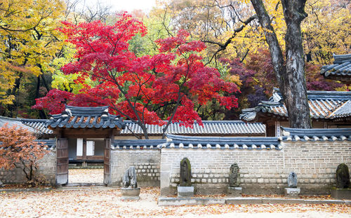 Autumn leaves on tree trunk