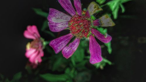 Close-up of pink flowers blooming outdoors