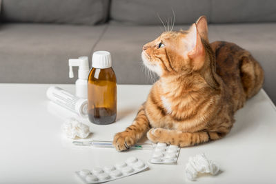 Domestic cat on the table with medicines for colds. virus. medicines for home treatment.