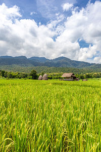 Straw hut inside rice field at huai thung tao lake in chiang mai, thailand surrounded by mountains