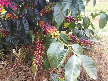 Close-up of fruits growing on tree