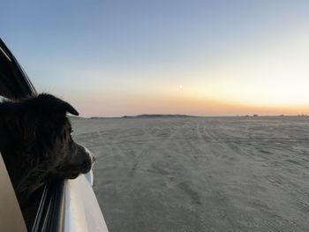 A dog with scenic view of beach against clear sky during sunset 