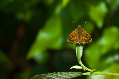 Close-up of butterfly pollinating flower