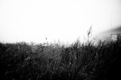 Scenic view of field against clear sky