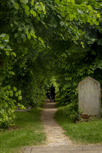 Rear view of people walking on road amidst trees