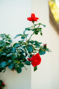 Close-up of red rose plant