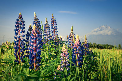 Close-up of fresh purple flowers on field against sky