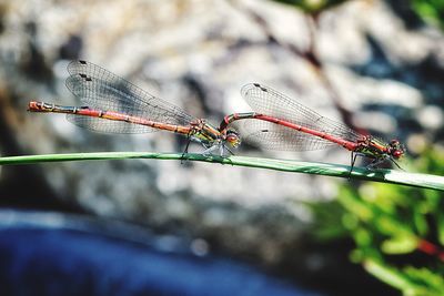 Close-up of dragonfly on plant