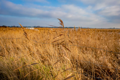 Scenic view of wheat field against sky