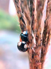 Close-up of insect on plant