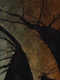 Low angle view of bare tree against sky