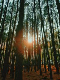 Low angle view of sunlight streaming through trees in forest