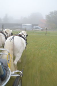 View of horse cart on grassy field