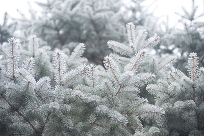 Close-up of plant