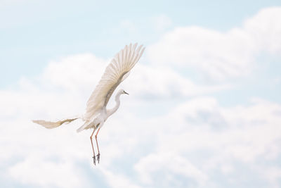 Low angle view of seagull flying