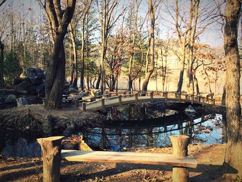 Bare trees in park