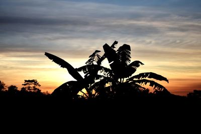 Silhouette plant on field against sky during sunset