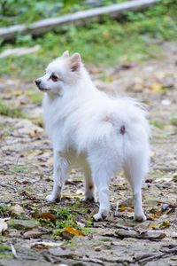 White dog standing on field