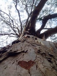 Low angle view of tree