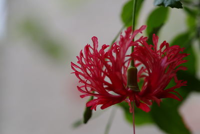 Close-up of red flowers