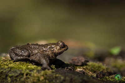 Close-up of lizard