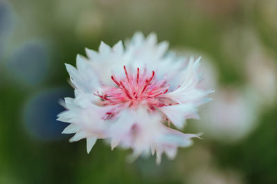 Close-up of pink flower