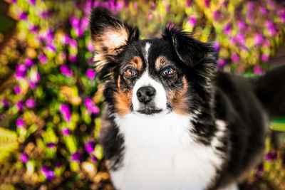 Close-up portrait of a dog