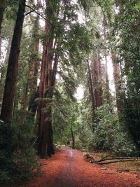 Footpath passing through forest