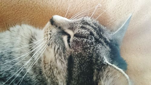 Close-up of cat relaxing on floor