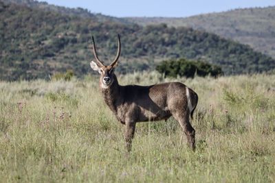 Deer standing on field