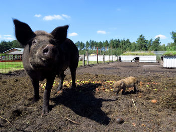 Pig and piglet on field