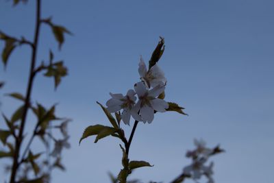 Low angle view of white flowering plant against clear sky