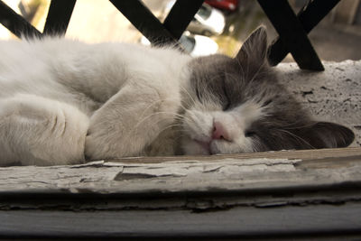 Close-up of cat sleeping