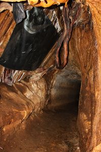 Close-up of tree trunk in cave