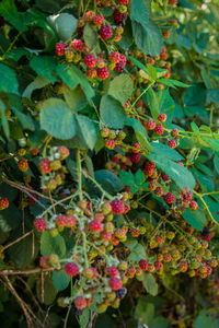 Close-up of berries growing on plant