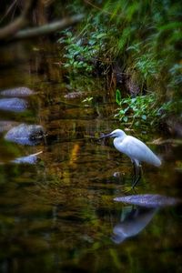 High angle view of gray heron by lake