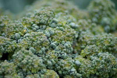 Close-up of broccoli