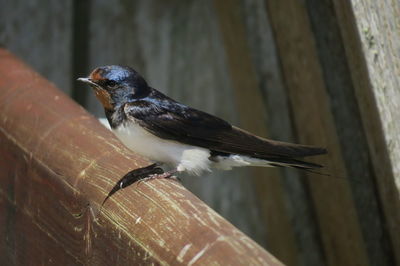 Close-up of bird perching on wood