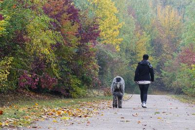 Rear view of woman with irish wolfhound walking on road during autumn