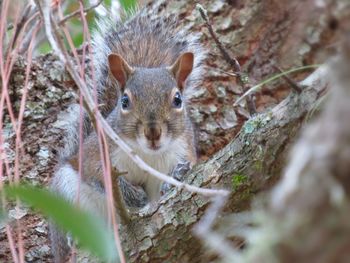 Close-up portrait of squirrel on tree