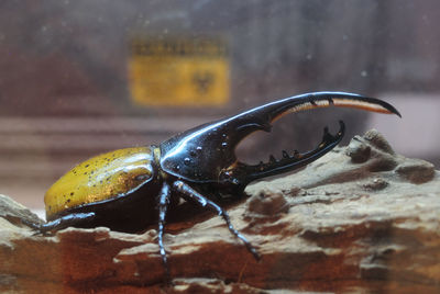 Close-up of hercules beetle on wood