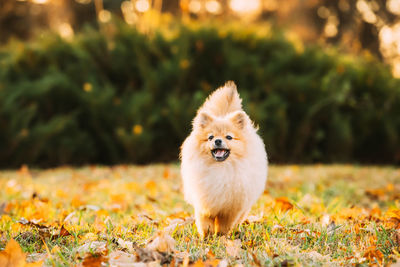 Close-up of dog on field