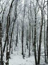 Low angle view of bare trees in forest during winter